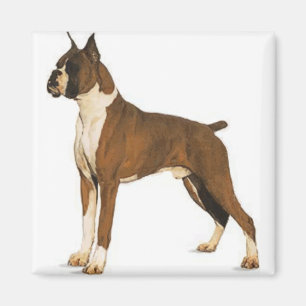 Boxer ceo magnet
