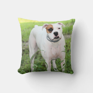 Boxer Cushion