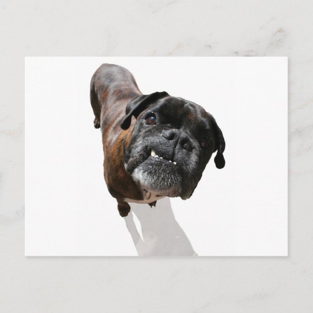 Boxer Dog Breed Postcard (Front)