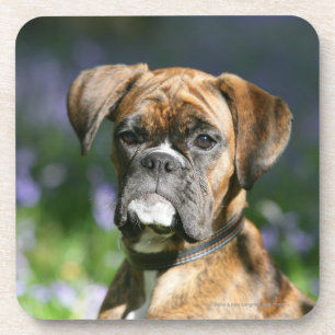 Boxer Dog Headshot Coaster