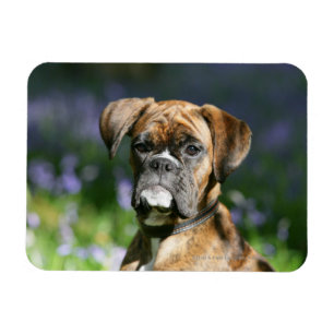 Boxer Dog Headshot Magnet