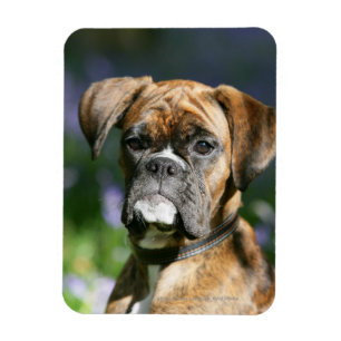 Boxer Dog Headshot Magnet