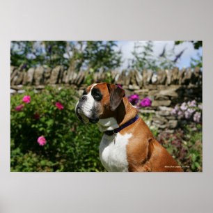 Boxer Dog in the Flowers Poster
