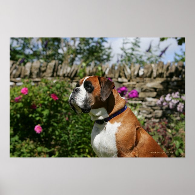 Boxer Dog in the Flowers Poster (Front)
