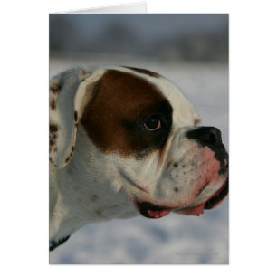 Boxer Dog in the Snow
