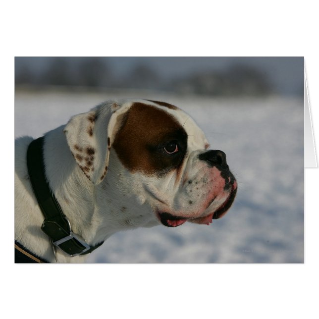 Boxer Dog in the Snow (Front Horizontal)
