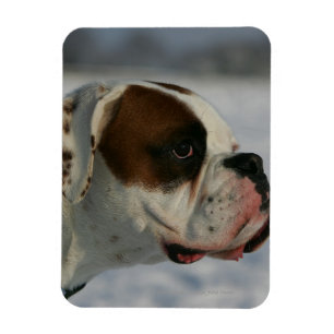 Boxer Dog in the Snow Magnet