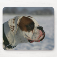 Boxer Dog in the Snow