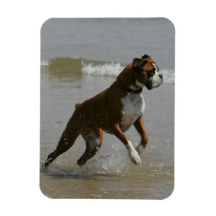 Boxer Dog in Water Magnet