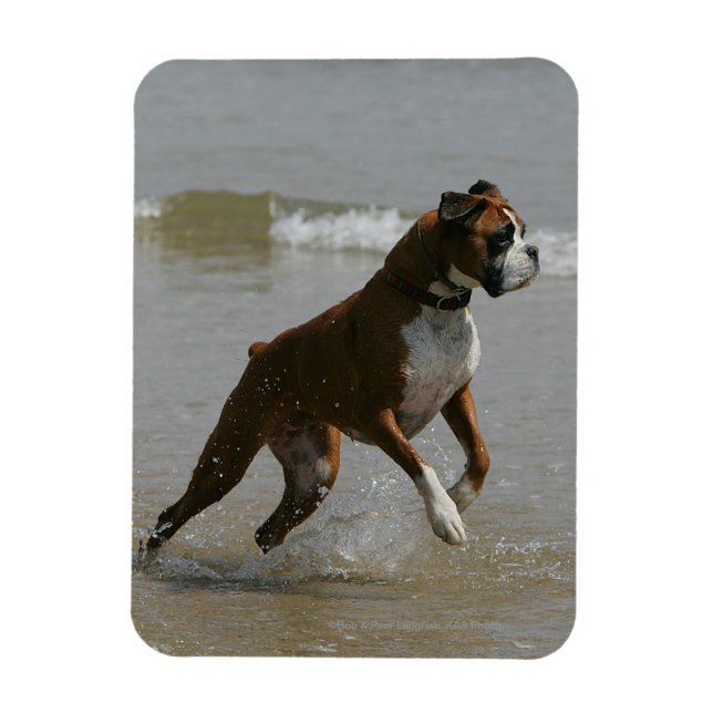 Boxer Dog in Water Magnet (Vertical)