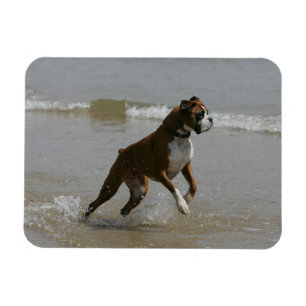 Boxer Dog in Water Magnet