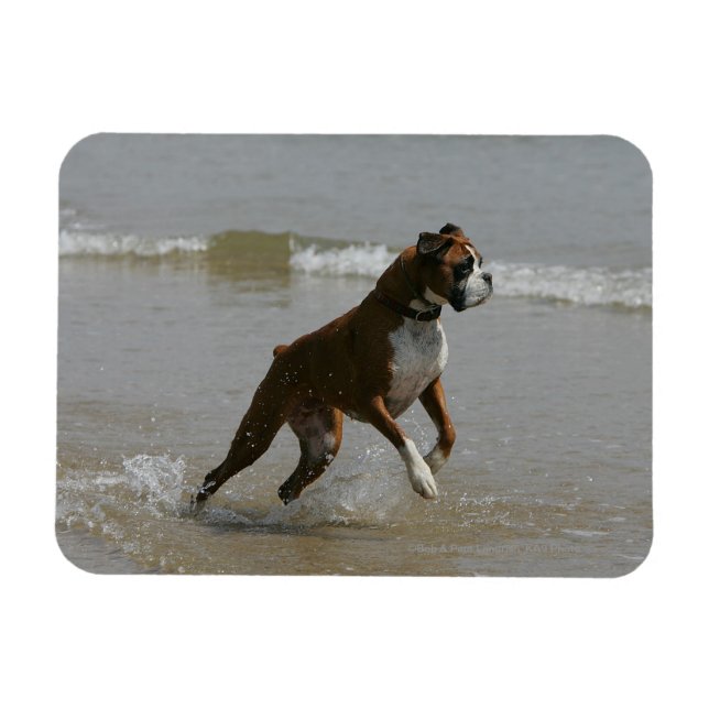 Boxer Dog in Water Magnet (Horizontal)
