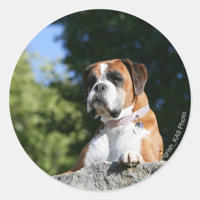 Boxer Dog Laying on a Rock Classic Round Sticker (Front)