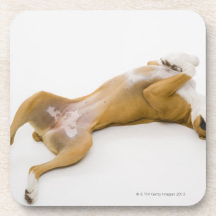 Boxer dog laying on her back on the floor coaster