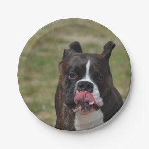 Boxer Dog Licking His Chops Paper Plate