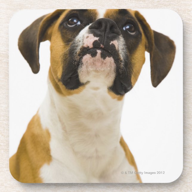 Boxer dog looking up coaster (Front)