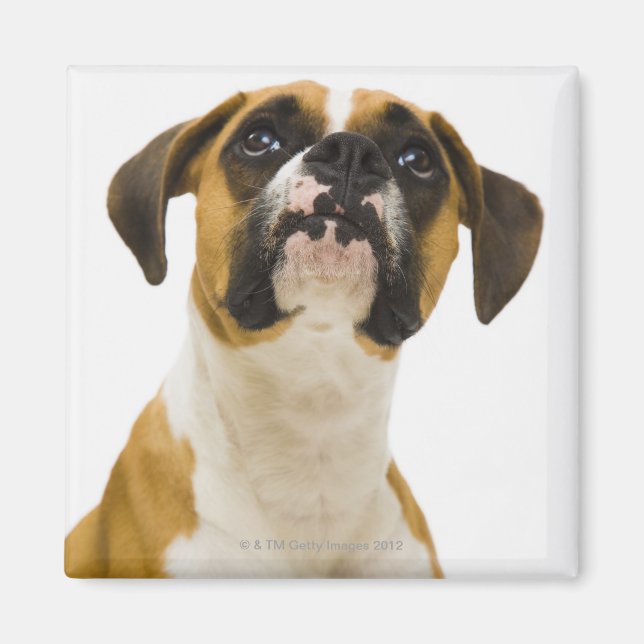 Boxer dog looking up magnet (Front)