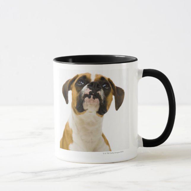 Boxer dog looking up mug (Right)