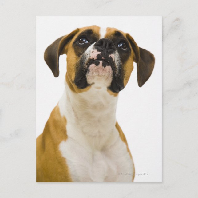 Boxer dog looking up postcard (Front)