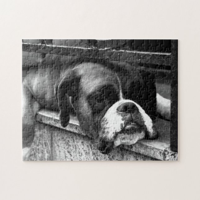 Boxer Dog On Windowsill 11x14 252pc jpcnm Jigsaw Puzzle (Horizontal)