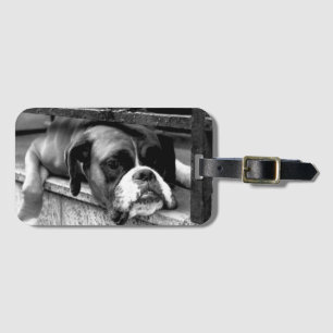 Boxer Dog On Windowsill bc ltcnm Luggage Tag