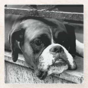 Boxer Dog On Windowsill coastera Glass Coaster