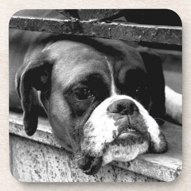 Boxer Dog On Windowsill coastercna Coaster (Front)