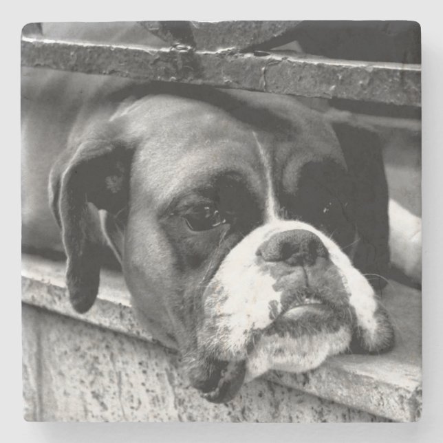 Boxer Dog On Windowsill coastercnm Stone Coaster (Front)