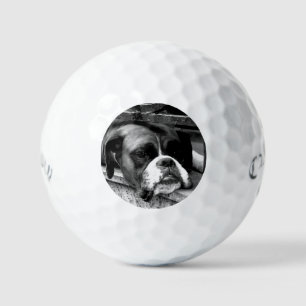 Boxer Dog On Windowsill css gbcna Golf Balls