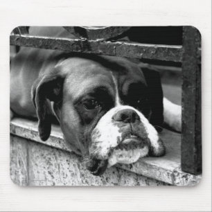 Boxer Dog On Windowsill mp arc1 Mouse Pad