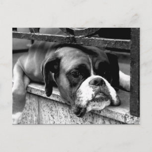 Boxer Dog On Windowsill pc arc2 Postcard