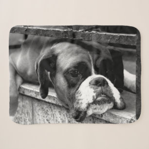 Boxer Dog On Windowsill sbcnm Sherpa Blanket