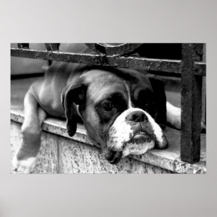 Boxer Dog On Windowsill wapa Poster