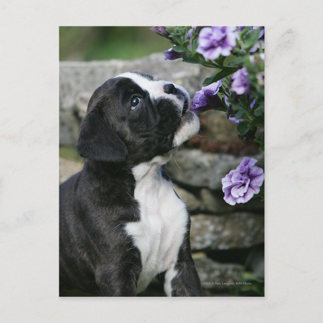 Boxer Dog Panting Postcard (Front)