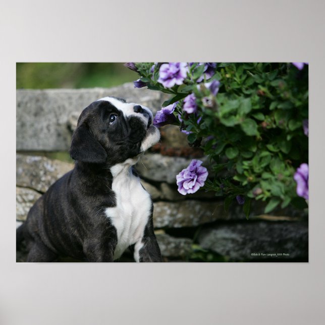 Boxer Dog Panting Poster (Front)