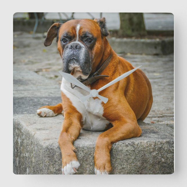 Boxer / Dog Photo Wall Clock (Front)