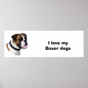 Boxer dog portrait photo poster