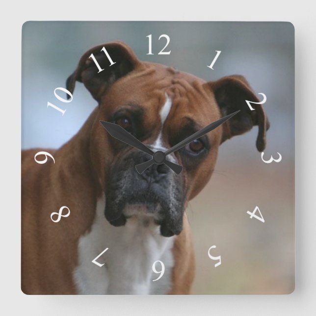 Boxer dog Portrait Square Wall Clock (Front)
