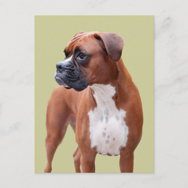 Boxer dog postcard (Front)