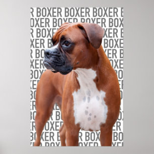 Boxer dog Poster