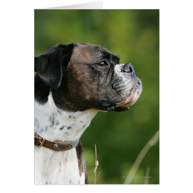 Boxer Dog Profile (Front)