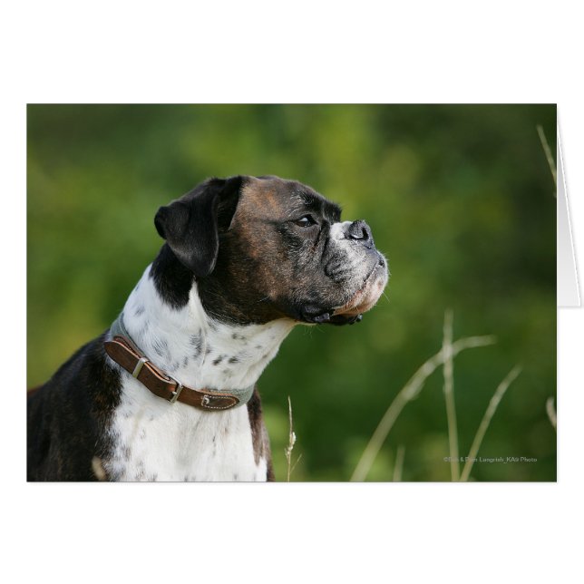 Boxer Dog Profile (Front Horizontal)
