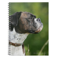Boxer Dog Profile