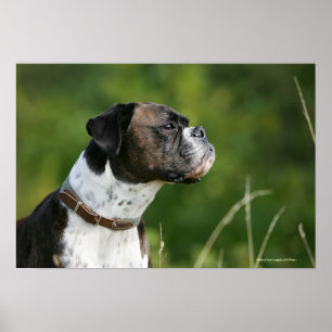 Boxer Dog Profile Poster