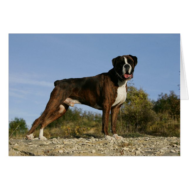 Boxer Dog Show Stance (Front Horizontal)