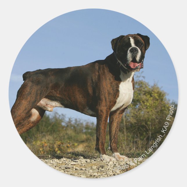Boxer Dog Show Stance Classic Round Sticker (Front)