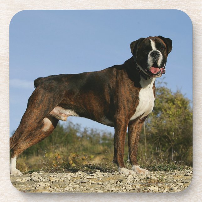 Boxer Dog Show Stance Coaster (Front)