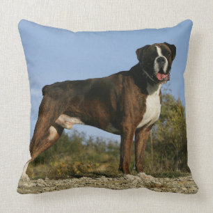 Boxer Dog Show Stance Cushion