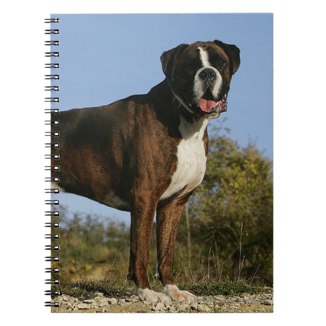 Boxer Dog Show Stance Notebook (Front)