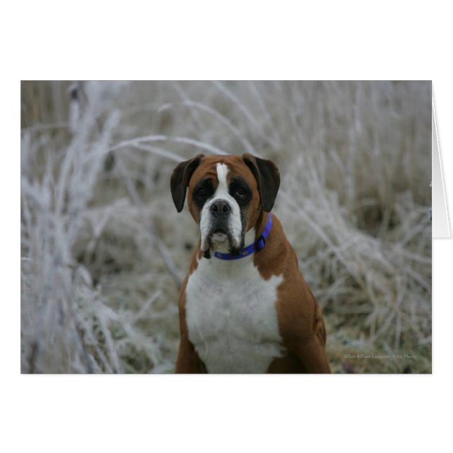 Boxer Dog Sitting in the Frost (Front Horizontal)
